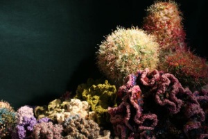 "Crochet Coral and Anemone Garden" with sea slug by Marianne Midelburg.